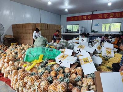 江南區(qū)手撕菠蘿 農旅融合促增收 生態(tài)園引領新路徑