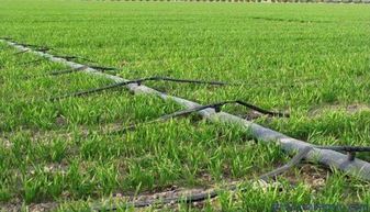 準旗啟動新農業(yè)項目 生態(tài)園建設惠及8村，3970畝藍圖鋪展鄉(xiāng)村振興新畫卷